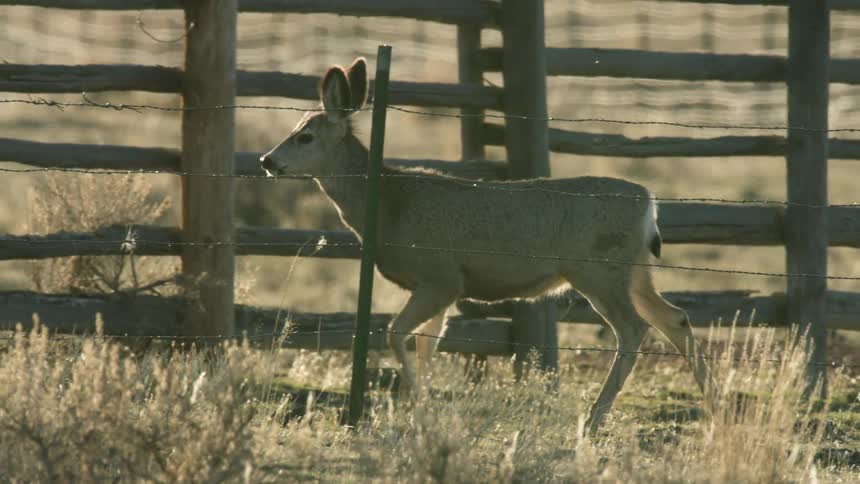 A deer walking in a field beside a wooden fence during daytime