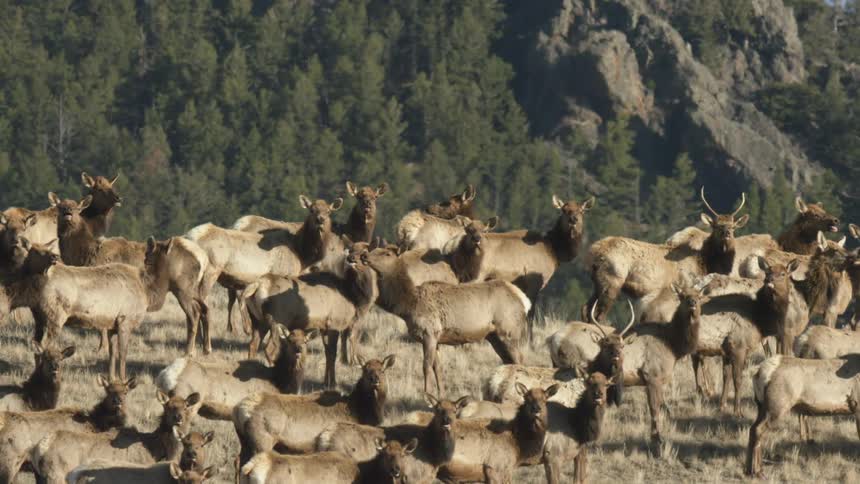 Herd of elk in grassy field with forested mountain in the background