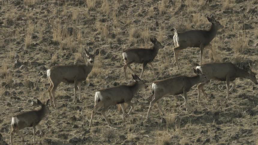 A herd of deer walk across flatland as one looks startled