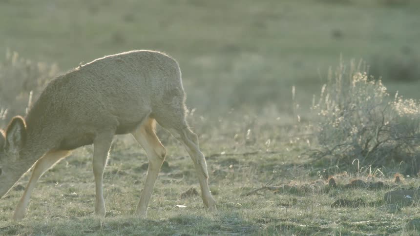 Deer feeds on low vegetation at sunset