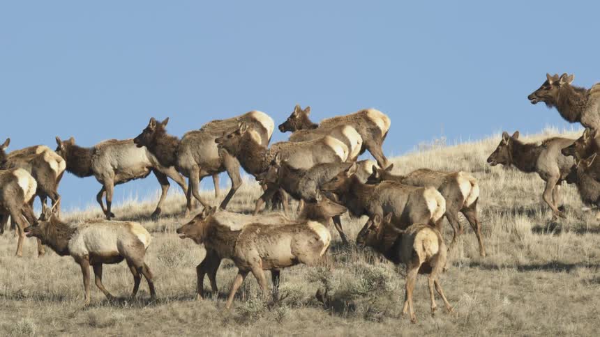 Herd of elk walking across dry landscape with blue sky in the background