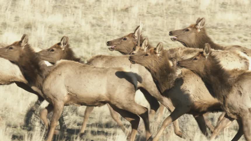 Group of deer running together across the open field