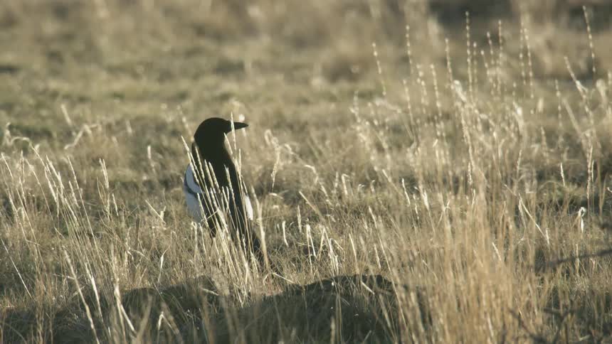A magpie perching on grass on a field outdoors before flying away
