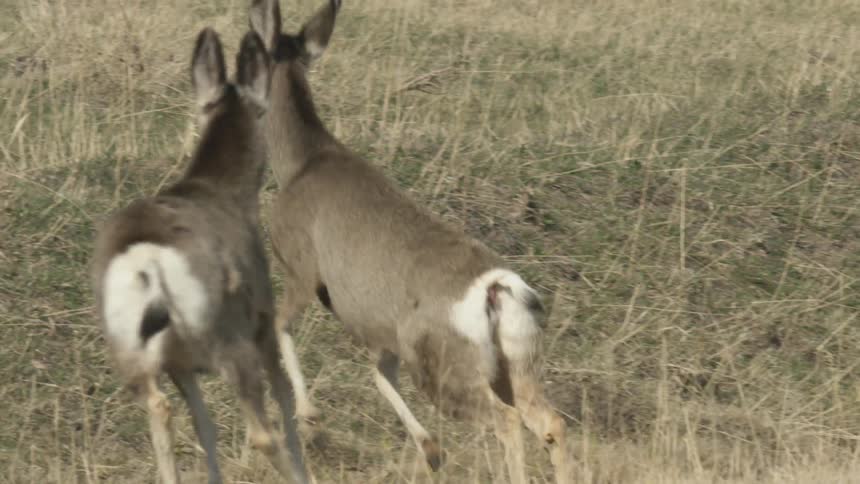 A herd of deer are running through a grassy field