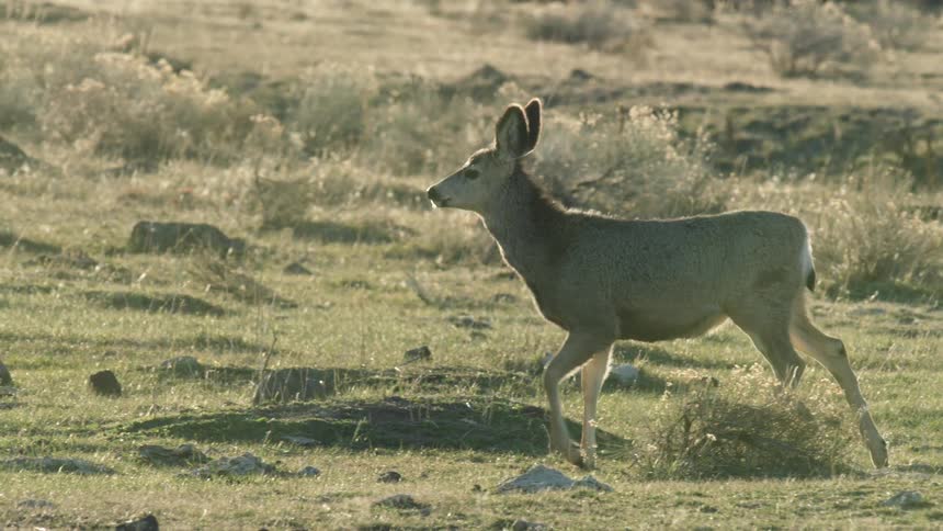 Deer walks calmly through a grassy area at sunset