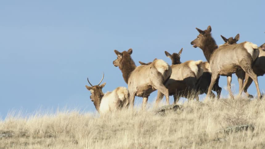 A herd of elk walks together on a grassy hill