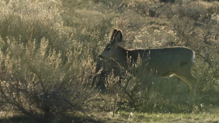 Deer walking through sunlit vegetation