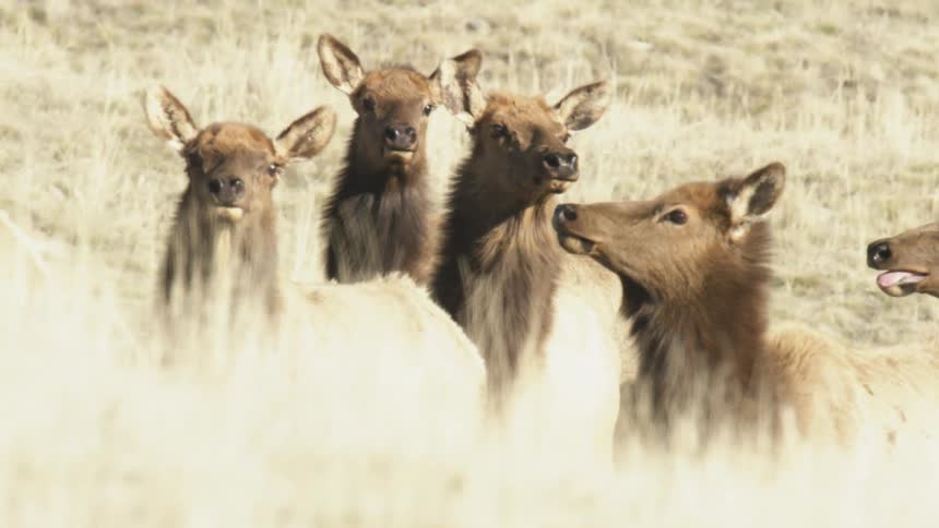 A herd of elk clustered together and looking directly at the lens from behind a foreground of tall dry grass
