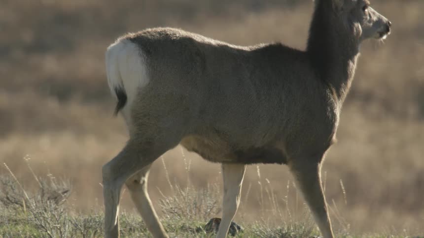 A deer is walking slowly through a grassy field