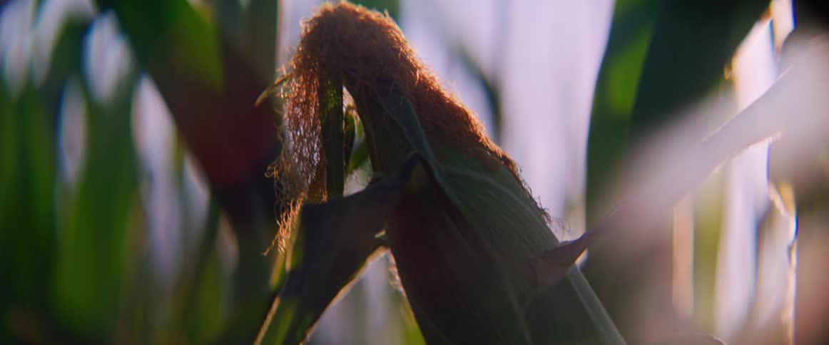 Sun glares onto an ear of corn growing in a cornfield