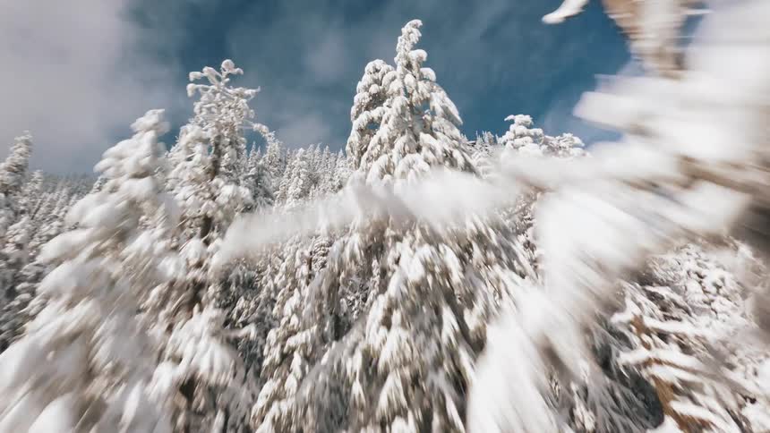 Forest of snow and ice covered conifers stands on a mountain overlooking a valley on a cloudy winter day