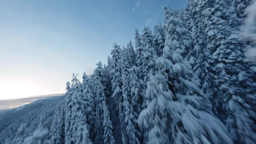 An aerial shot sweeps past a dense snow covered pine forest revealing a majestic snow capped mountain against a clear blue sky