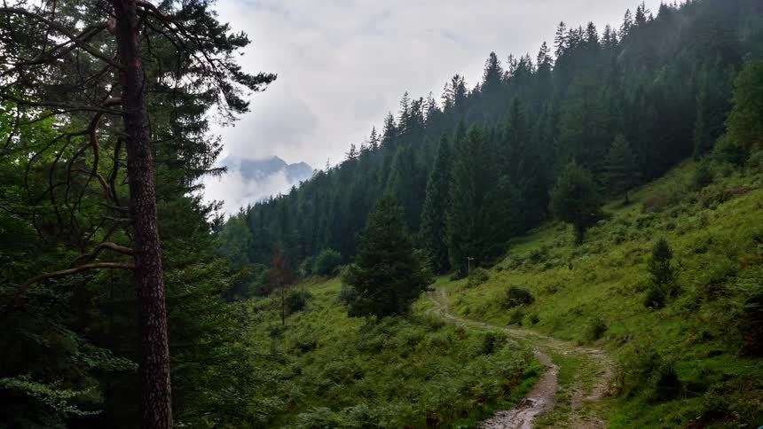 A winding dirt path curves through a lush conifer valley toward misty mountains beneath overcast skies