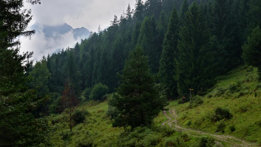 A hillside forest with a deserted path across it