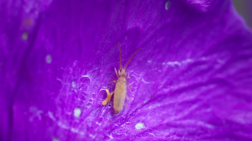 The springtail is moving on the purple flower