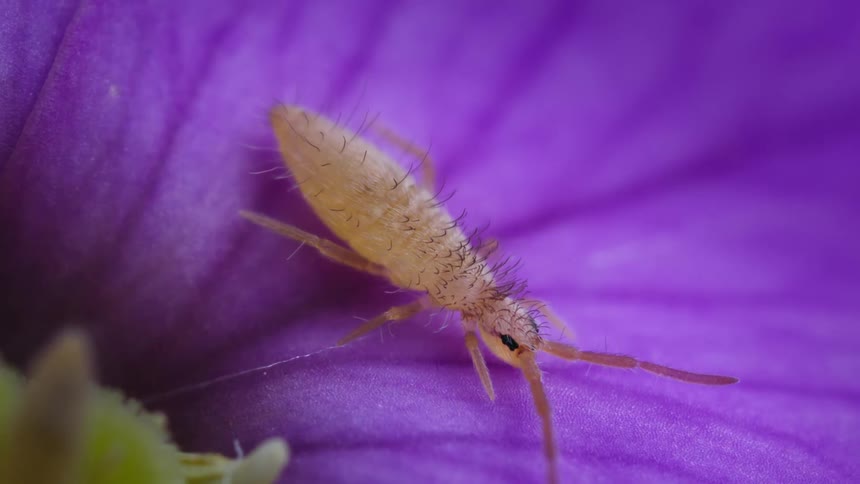 A macro view shows a tiny pale yellow springtail insect with fine hairs crawling on the bright purple petal of a flower in an extreme close view