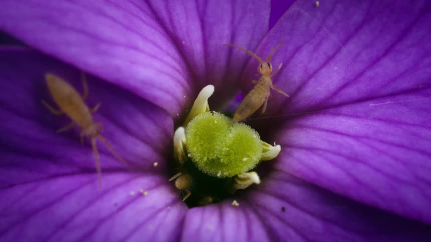 Slender springtails on a flower