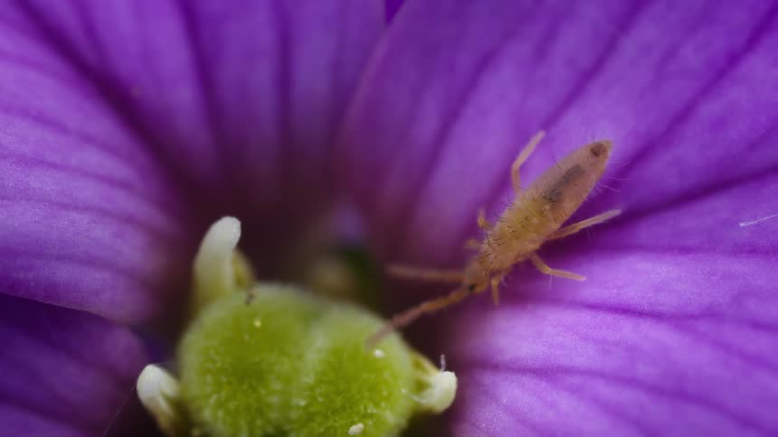 The elongate springtail, entomobrya, feeds on the flower