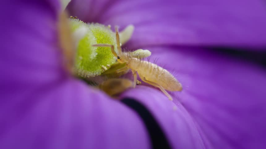 A springtail, entomobrya, eats on a flower