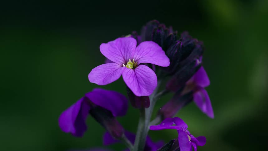 The springtail crawls out of the center of the wallflower