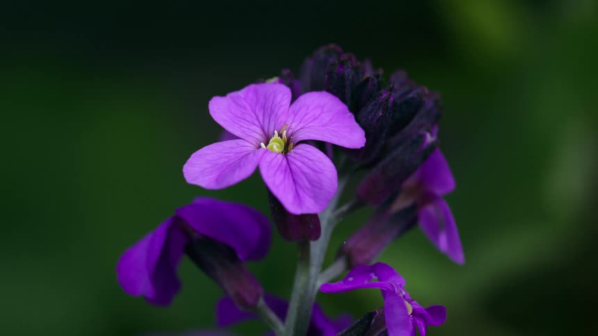 Delicate purple erysimum wallflower with a yellow center stands out against a dark softfocus background