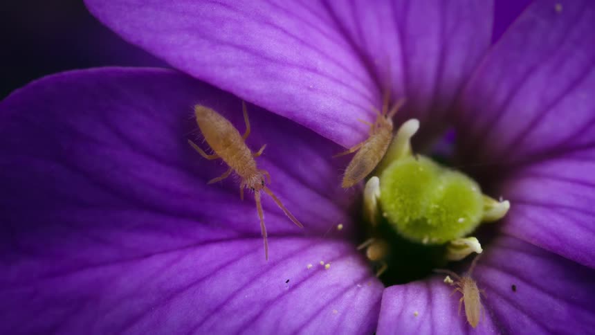 Close up of springtails feeding on nectar and pollen from a purple wallflower