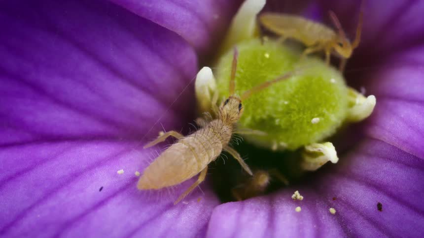 Slender springtails snack on a flower