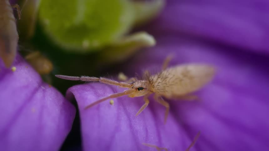 Springtail eating on a flower