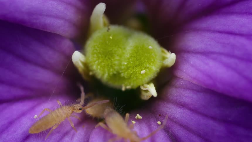 Slender springtails on a flower
