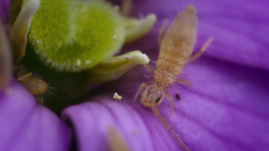 Macro closeup of a springtail eating on a flower