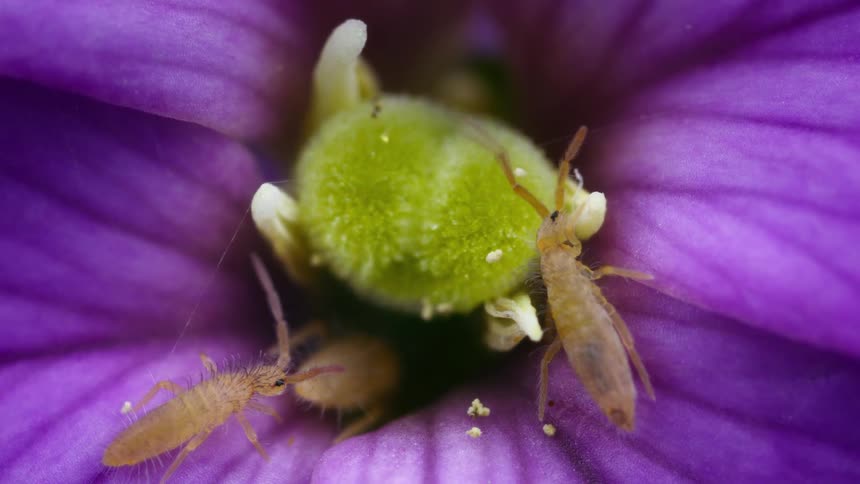 Springtails on a flower