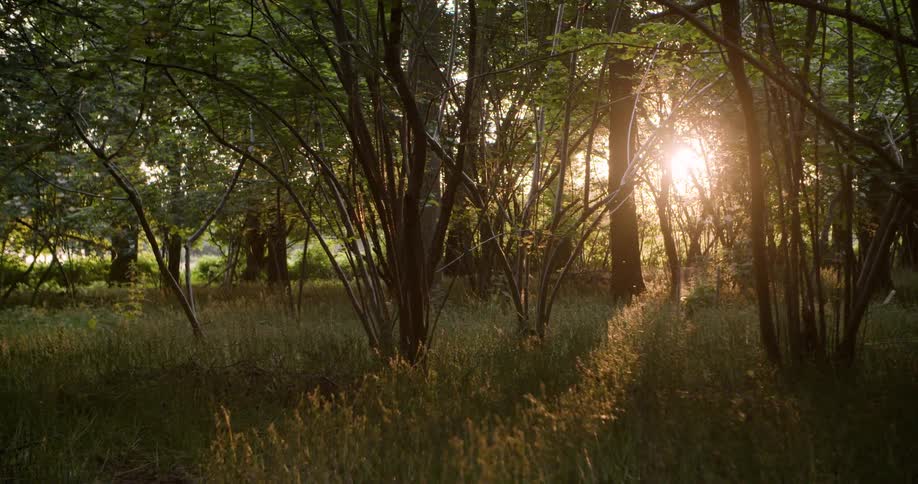 Golden sunlight streams horizontally through dense dark tree trunks and undergrowth illuminating tall dry grass in a forest clearing during sunset or sunrise