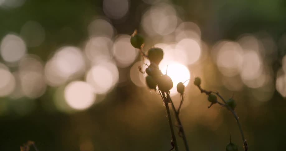 Flower buds are silhouetted against light flares