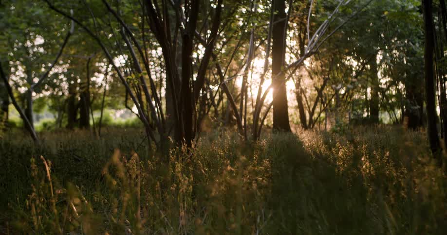 The sun flares into the forest