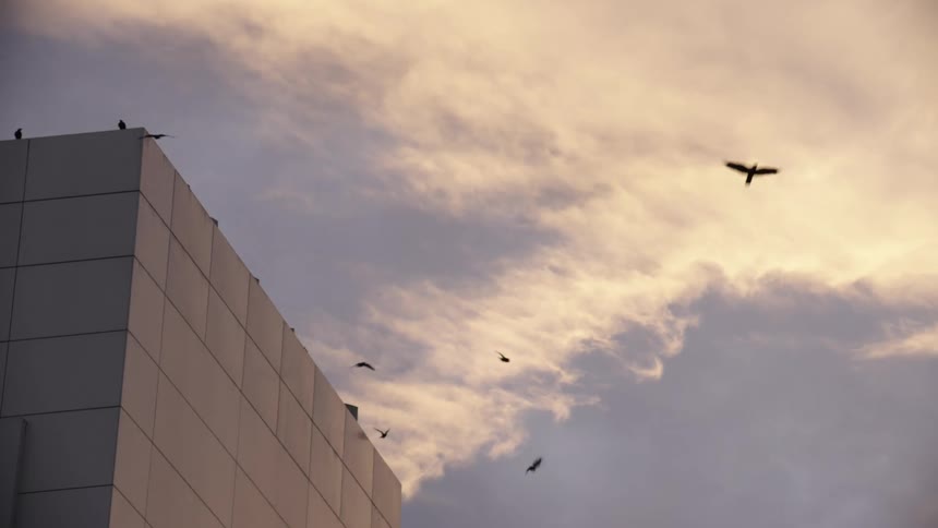 Birds flying around and landing on the top of a modern building at sunset