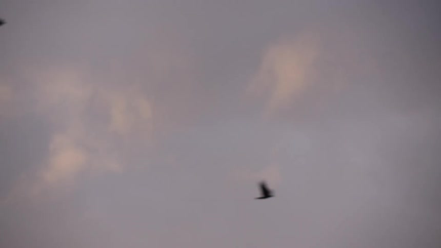 A group of small dark silhouetted birds flies quickly across a wide sky that is predominantly gray and overcast with subtle orange highlights from the sun