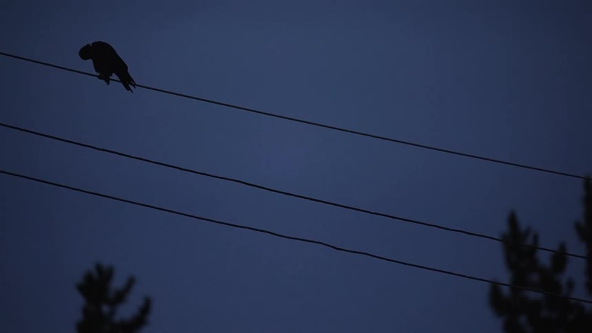 A bird perched on a powerline at night cleaning its feathers