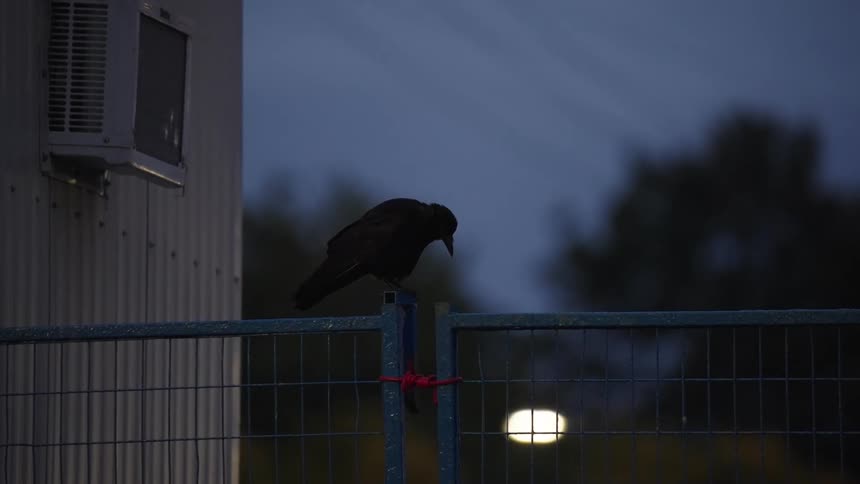 Close up of a crow perching on a metal gate outdoors at sunset