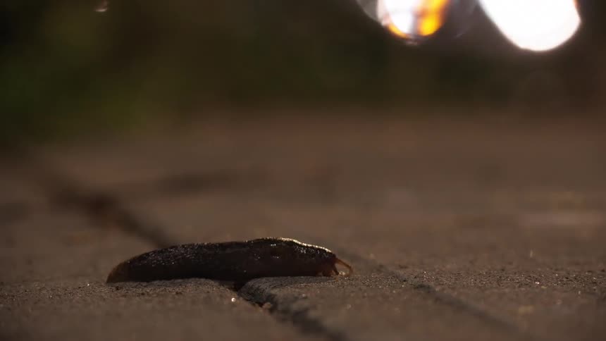 A slug crawling on a sidewalk near the street with car headlights passing out of focus in the background