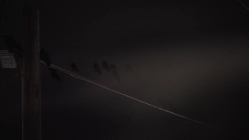 Crows line up on a power line against the night sky