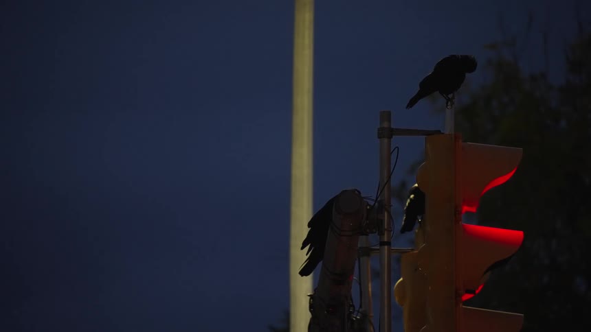 Red traffic light glowing at night with three perched birds and a vertical light beam in the background
