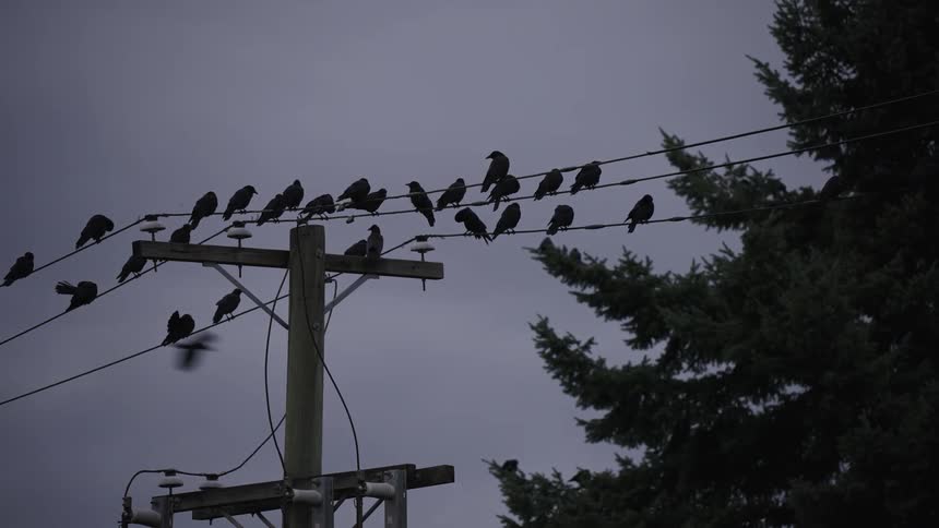 Birds perched on a powerline