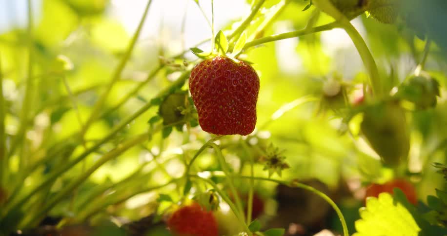 Ripe strawberry hanging among green leaves under bright sunlight