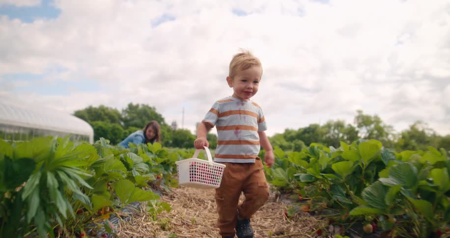Little boy with white basket walking through strawberry field under partly cloudy sky