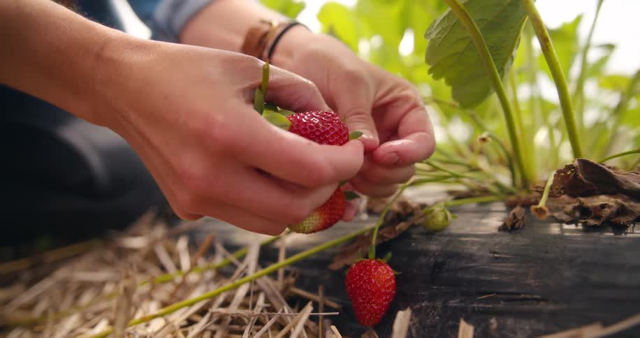 Hands pick ripe strawberries directly from the plant in a farm field