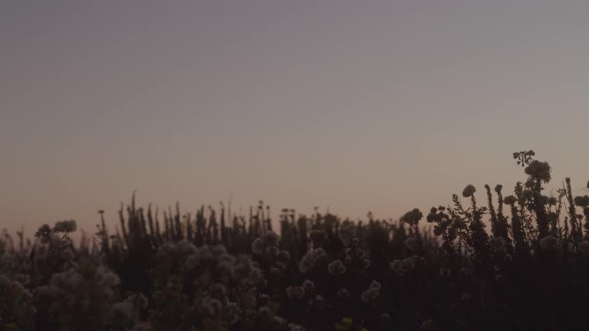 A silhouetted field of tall wildflowers and dark plants sways gently against a soft pastelcolored sky at dusk or dawn with a calm atmosphere