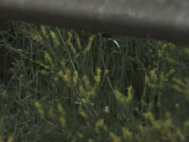 Closeup of grass and flowers growing beneath a roadside guardrail