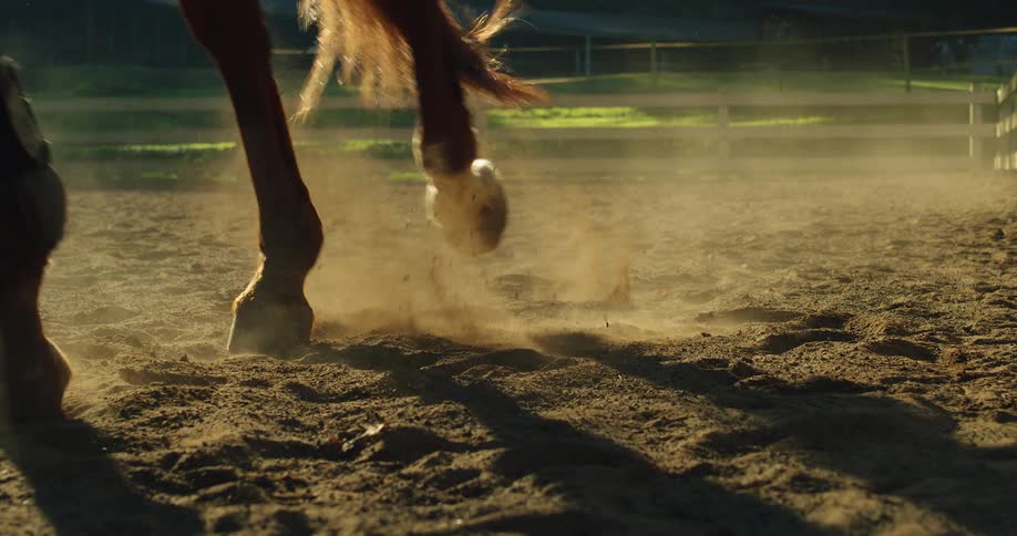 Horse walks on sandy ground kicking up dust with white fence and greenery in the background under soft light