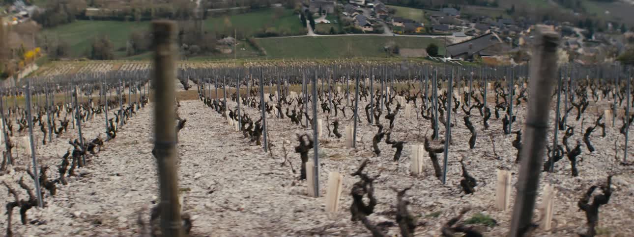 Rows of dry vines stretch across a hillside with a village in the background