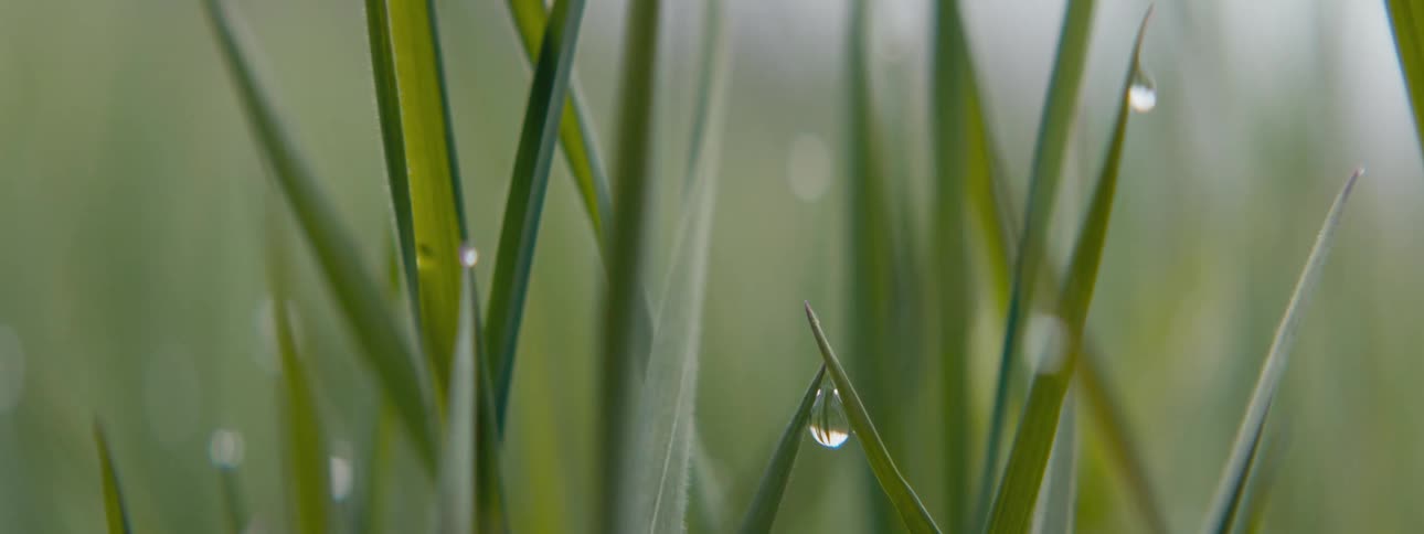 The tall grass has drops of water hanging from it